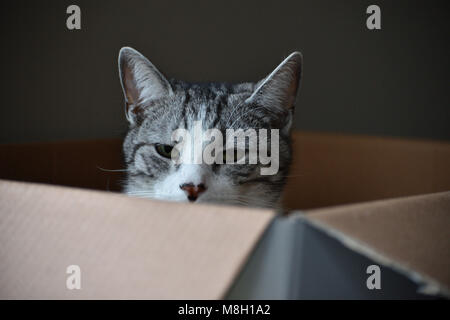 Schläfrig silber tabby Katze sitzt in einem Karton Stockfoto