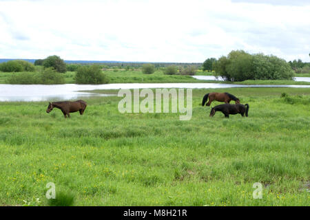 Zwei braune Pferde grasen auf der Alm in den Karpaten. Stockfoto