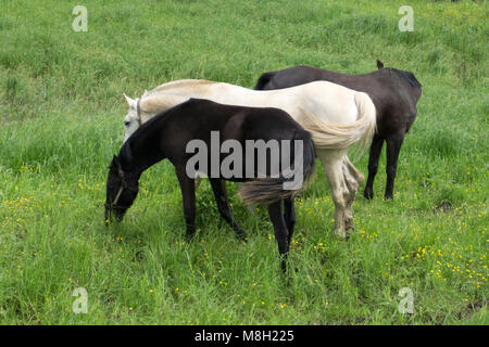 Schwarze und weiße Pferde auf der Strecke. Stockfoto