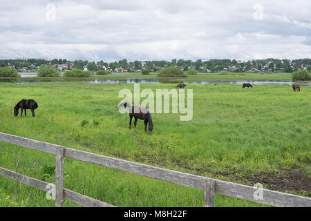 Eine junge braune Fohlen mit einem kleinen weißen Fleck auf einem grünen und gelben sommer wiese. Braun Mutter Pferd. Alten klapprigen Zaun Stockfoto