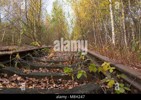 Aufgegeben und überwuchert die Bahn bei toton Abstellgleise, Nottinghamshire, Großbritannien Stockfoto