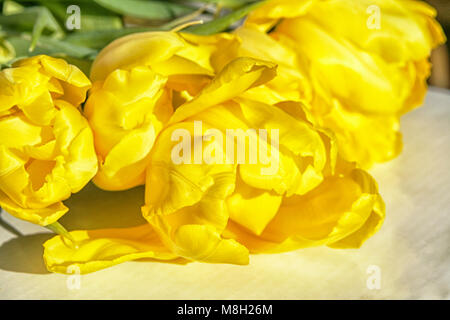 Bündel gelbe Tulpen im Sun Stockfoto