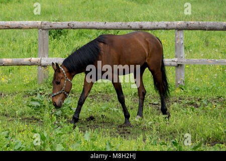 Cremefarbene Pferd mit schwarzen Beine und schwarze Mähne stehen in einem paddock auf Sand Stockfoto