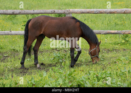 Red Horse mit langer Mähne in Blüte gegen den Himmel. Stockfoto