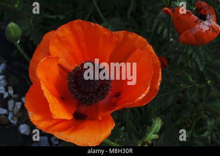 Eine Knospe großen schönen roten Blumen blühen inmitten von Feldern in Pastellfarben. Stockfoto