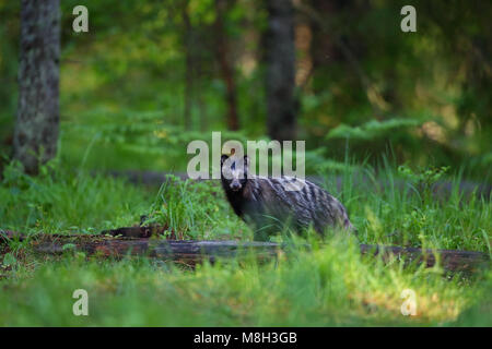 Marderhund (Nyctereutes procyonoides) im borealen Wald, Europa Stockfoto