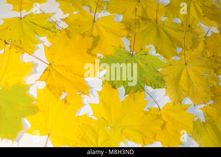 Herbst Hintergrund von Los der Gefallenen gelbe Blätter auf dem Boden im freien Ansicht von oben Stockfoto