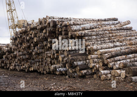 Nahaufnahme Blick auf Birke Stapel Stockfoto