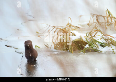 Amerikanischer Nerz (Neovison Vision-fitness) durch den Fluß, Winter, Europa. Stockfoto