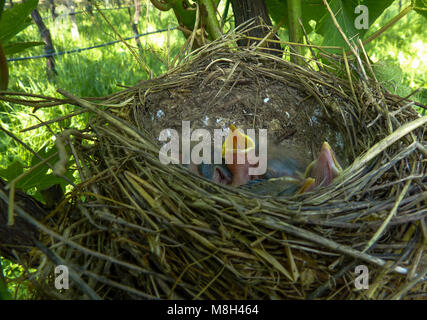 Turdus merula Vögel. Vögel nisten an einem Baum. Gemeinsames Schwarzvogelnest mit Jungvögel. Stockfoto