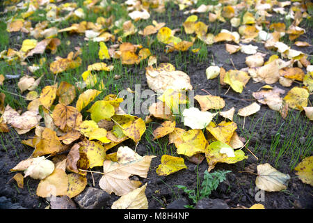 Viele gefallene Ahorn Blätter liegen auf Gras, späten Herbst Saison. Trockene Braun und üppige gelbe Blätter mit kleinen Birke Blätter gemischt Stockfoto