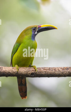 Emerald Toucanet - Aulacorhynchus prasinus, schöne bunte Toucan von Costa Rica aus Wald. Stockfoto