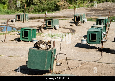 Jeff King von Husky Homestead Kennel, Sitka, Alaska, USA. Stockfoto