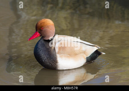 Red Crested Pochard am Naturschutzgebiet Attenborough, Nottingham, Großbritannien Stockfoto