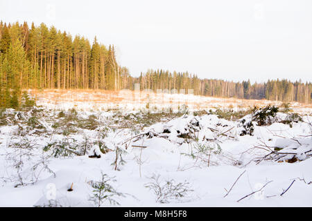 Gerodete Fläche in einem Wald mit Zweigstellen in den Vordergrund. Stockfoto