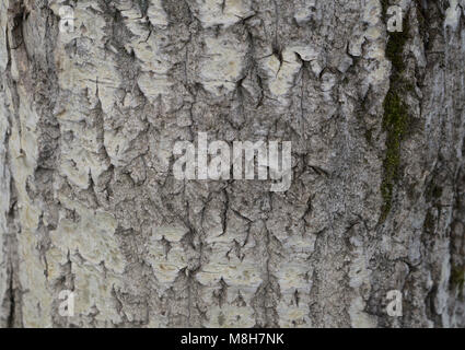 Poplar bark texture for background texture tree weathered Stockfoto