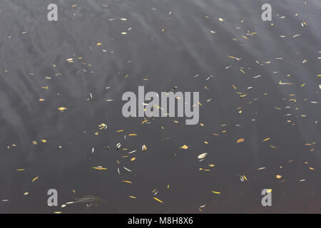 Die Blätter im Herbst auf dem Wasser, Baum, gelb Stockfoto