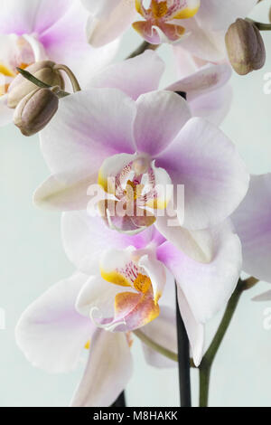 Nahaufnahme eines schönen Phalaenopsis-Orchideenstammes (Moth-Orchidee) in Blüte, isoliert vor einem weißen Hintergrund Stockfoto