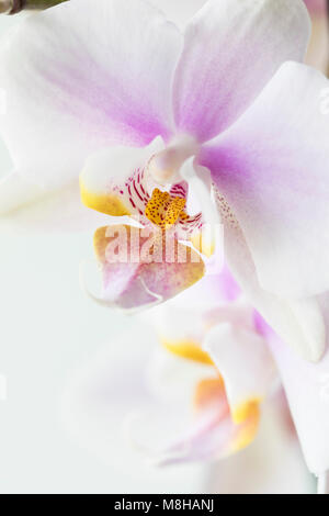 Nahaufnahme einer wunderschönen weißen und rosa Phalaenopsis Moth Orchid, Großbritannien Stockfoto