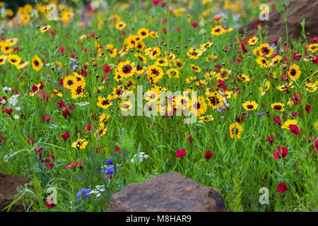 Nahaufnahme eines bunten Cottage Garden Blumen Grenze im Sommer, Großbritannien Stockfoto