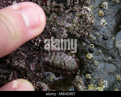 Gesäumt Chiton marine Ocean sealife Hand. Stockfoto