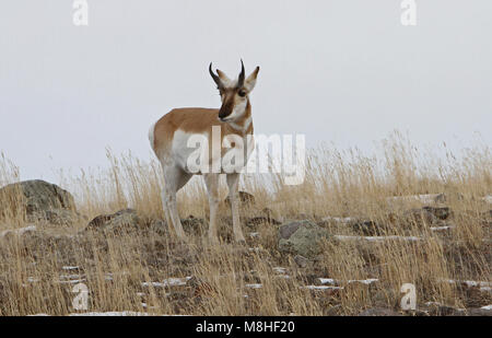 Pronghorn Buck. Pronghorn Buck in der Nähe von Stephens Creek; Stockfoto