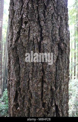 Pseudotsuga menziesii (Douglasie) [Rinde] West Ridge Trail. Stockfoto