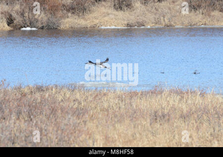 Red Throated Loon. Red Throated Loons wie diese machen sich jedes Jahr auf die Halbinsel Seward und in die Konserve im Frühsommer zu nisten und zu füttern. Stockfoto