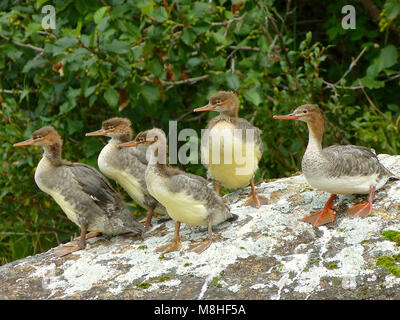 Mittelsägers Mergansers (Mergus serrator). Eine Familie von fünf Red-breasted mergansers wachsam verwies in der gleichen Richtung auf einem Felsen in der Nähe des Telaquana River. Stockfoto