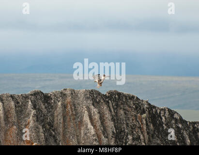 Rauen-legged Hawk Landung. Ein erwachsener rough-legged hawk Landung auf ein Tor. Stockfoto