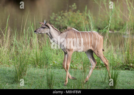 Junge männliche Kudus, Tragelaphus strepsiceros, wandern an der Seite von einem Wasserloch im Krüger NP, Südafrika Stockfoto