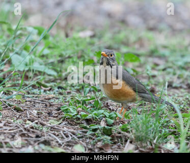 Kurrichane Thrush (Turdus libonyana) im Krüger NP, Südafrika Stockfoto