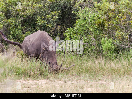 Weißes Nashorn, aka Nashörner, Rhinocerotidae), mit zwei Red-billed, Buphagus erythrorhynchus Oxpeckers, an seinem Ohr, im Krüger NP Stockfoto