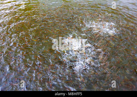 Blured Bild der Schule von Süßwasser Fisch essen im Fluss Stockfoto