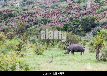 Weißes Nashorn, aka Nashörner, Rhinocerotidae), Beweidung im lowveld Lebensraum mit einem KOPPIE im Hintergrund; Krüger NP, South Afri Stockfoto