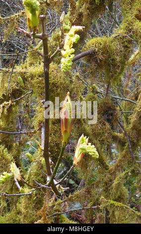 Tree Big leaf maple Bud blühen. Stockfoto