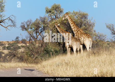 Südafrikanischen Giraffen (Giraffa giraffa giraffa) Fütterung auf Blätter, Kgalagadi Transfrontier Park, Northern Cape, Südafrika, Afrika Stockfoto