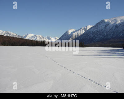 Wolf Tracks. Wolf Spuren im Schnee auf einem zugefrorenen See Kontrashibuna. Stockfoto