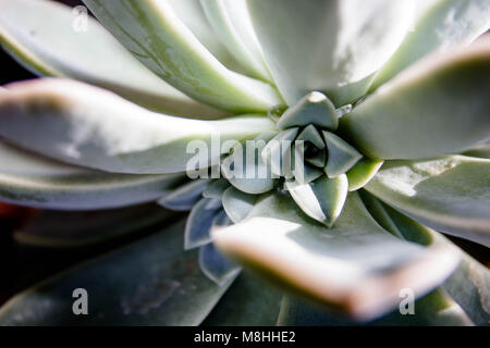 Desert Rose succcullent Stockfoto