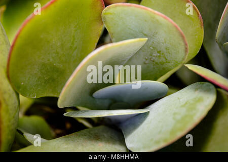 Flapjack saftigen, Paddel Anlage Stockfoto