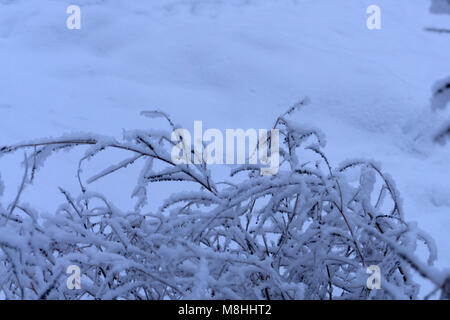 Ästen bedeckt eine Menge Schnee. Verschneite Bäume im Winter Hintergrund Stockfoto