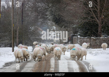 Flintshire, Wales, Großbritannien, 18. März 2018, UK Wetter: Mit Met Office Warnungen für Schnee die Mini Tier aus dem Osten kommen einem Schauer zu Flintshire mit Frost und Schnee mit mehr auf dem Weg in den nächsten 24 Stunden. Eine Herde Schafe auf die verbreitete Salz aus einem Schneepflug auf den Straßen in den ländlichen Dorf Rhes-y-Cae, Flintshire bei starkem Schneefall © DGDImages/Alamy leben Nachrichten Stockfoto
