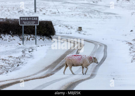 Flintshire, Wales, UK Wetter: Mit Met Office Warnungen für Schnee die Mini Tier aus dem Osten kommen einem Schauer zu Flintshire mit Frost und Schnee mit mehr auf dem Weg in den nächsten 24 Stunden. Eine verschneite Schafe Überqueren der Straße in starker Schneefall in den ländlichen Dorf Rhes-y-Cae, Flintshire Stockfoto