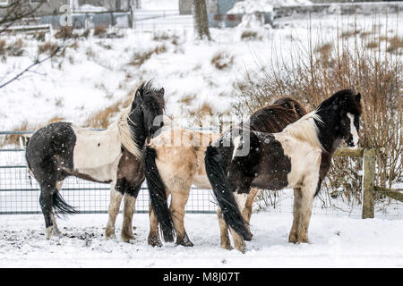 Tabay, Cumbria. Uk Wetter. 18. März, 2018. Bitterlich kalte Winde und starke Schneeschauer. Tier aus dem Osten 2' das Land, in Schneeregen und Schnee mit mehr Sibirische Wetter auf dem Weg, die Härte und Hunger Tiere an entfernten Standorten zu decken. Credit: MediaWorldImages/AlamyLiveNews Stockfoto