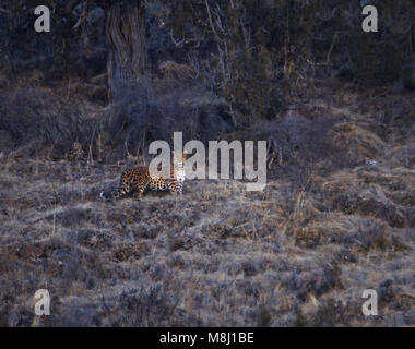 (180318) - Peking, 18. März 2018 (Xinhua) - Foto am 13.02.20, 2018 zeigt einen seltenen Spezies der Leopard in der Lancangjiang Park im Nordwesten der chinesischen Provinz Qinghai. Ein wild Ranger Fotos einer seltenen Spezies der Leopard in der sanjiangyuan Bereich der Provinz Qinghai erfasst hat, die lokalen Behörden sagte am 15. März 2018. Es war das erste Mal, dass eine Person ein Foto von der gefährdeten Arten in der sanjiangyuan Bereich genommen hat, nach Tsetentso, Leiter des Lancangjiang park Management Committee. (Xinhua / Kungkyap Chophun) Stockfoto