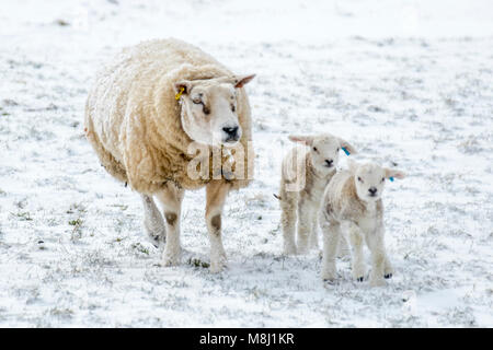 Ravenstonedale, Cumbria. UK Wetter. 18. März, 2018. Neugeborene Texel/Lämmer mit der Ewe in den bitterlich kalte Winde und starke Schneeschauer. Tier aus dem Osten 2' das Land, in Schneeregen und Schnee mit mehr Sibirische Wetter auf dem Weg, die Härte und Hunger Tiere an entfernten Standorten zu decken. Bis zu 20% der Neugeborenen Lämmer sterben vor dem Absetzen. Die meisten dieser Todesfälle treten in den ersten drei Tagen des Lebens. Fast 80 % dieser Todesfälle geschehen, da die Lämmer nicht saugen ausreichend Kolostrum und Milch schnell nach der Geburt. Stockfoto