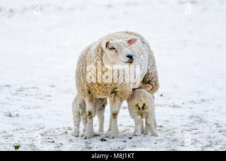 Ravenstonedale, Cumbria. UK Wetter. 18. März, 2018. Neugeborene Texel/Lämmer mit der Ewe in den bitterlich kalte Winde und starke Schneeschauer. Tier aus dem Osten 2' das Land, in Schneeregen und Schnee mit mehr Sibirische Wetter auf dem Weg, die Härte und Hunger Tiere an entfernten Standorten zu decken. Bis zu 20% der Neugeborenen Lämmer sterben vor dem Absetzen. Die meisten dieser Todesfälle treten in den ersten drei Tagen des Lebens. Fast 80 % dieser Todesfälle geschehen, da die Lämmer nicht saugen ausreichend Kolostrum und Milch schnell nach der Geburt. Stockfoto