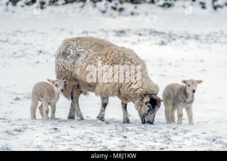 Ravenstonedale, Cumbria. UK Wetter. 18. März, 2018. Neugeborene Texel/Lämmer mit der Ewe in den bitterlich kalte Winde und starke Schneeschauer. Tier aus dem Osten 2' das Land, in Schneeregen und Schnee mit mehr Sibirische Wetter auf dem Weg, die Härte und Hunger Tiere an entfernten Standorten zu decken. Bis zu 20% der Neugeborenen Lämmer sterben vor dem Absetzen. Die meisten dieser Todesfälle treten in den ersten drei Tagen des Lebens. Fast 80 % dieser Todesfälle geschehen, da die Lämmer nicht saugen ausreichend Kolostrum und Milch schnell nach der Geburt. Stockfoto