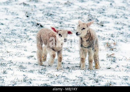 Ravenstonedale, Cumbria. UK Wetter. 18. März, 2018. Neugeborene Texel/Lämmer mit der Ewe in den bitterlich kalte Winde und starke Schneeschauer. Tier aus dem Osten 2' das Land, in Schneeregen und Schnee mit mehr Sibirische Wetter auf dem Weg, die Härte und Hunger Tiere an entfernten Standorten zu decken. Bis zu 20% der Neugeborenen Lämmer sterben vor dem Absetzen. Die meisten dieser Todesfälle treten in den ersten drei Tagen des Lebens. Fast 80 % dieser Todesfälle geschehen, da die Lämmer nicht saugen ausreichend Kolostrum und Milch schnell nach der Geburt. Stockfoto