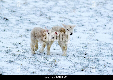 Ravenstonedale, Cumbria. UK Wetter. 18. März, 2018. Neugeborene Texel/Lämmer mit der Ewe in den bitterlich kalte Winde und starke Schneeschauer. Tier aus dem Osten 2' das Land, in Schneeregen und Schnee mit mehr Sibirische Wetter auf dem Weg, die Härte und Hunger Tiere an entfernten Standorten zu decken. Bis zu 20% der Neugeborenen Lämmer sterben vor dem Absetzen. Die meisten dieser Todesfälle treten in den ersten drei Tagen des Lebens. Fast 80 % dieser Todesfälle geschehen, da die Lämmer nicht saugen ausreichend Kolostrum und Milch schnell nach der Geburt. Stockfoto